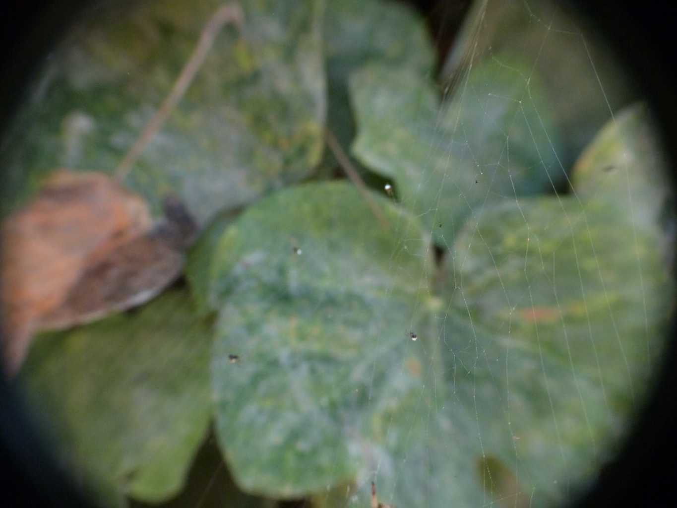 Gli astuti Argyrodes